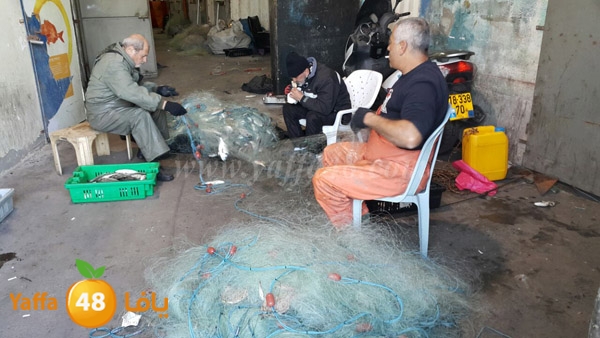 samak yaffa 3j53 (9).JPG